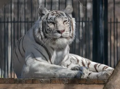 Цирк VIVAT Белые тигры Калининград Остров, билеты на сайте «Афиша Города»  2023