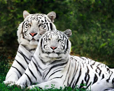 Белые Тигры | Животный мир | Дзен