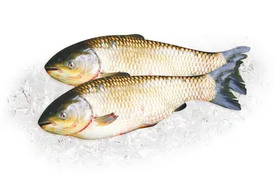 Малек белого амура купить полезную рыбу в пруд ▻ PRUDIKI.RU