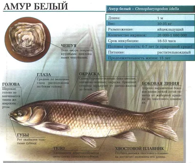 Амур белый с/г непотр охл кг - купить с доставкой в интернет-магазине О'КЕЙ  в Санкт-Петербурге