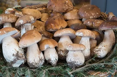 Грибной сезон в Украине - когда и где собирать белые грибы уже сейчас |  Стайлер