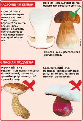 Белый гриб еловый - Boletus edulis - Грибы Уломы Железной