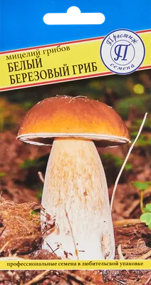 Грибы БЕЛЫЙ ГРИБ КЛАССИЧЕСКИЙ. Грибы (Мицелий грибов). Семена овощей.  Интернет-магазин Уральский дачник