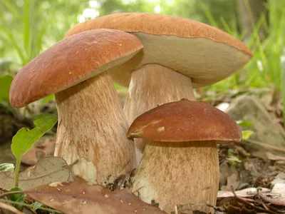 В Карпатах обнаружили гигантский белый гриб. Фото - МЕТА