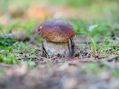 БЕЛЫЕ ГРИБЫ НА КАЖДОМ ШАГУ! ГРИБАМИ УСЕЯН ВЕСЬ ЛЕС! ВЫ ТОЛЬКО ПОСМОТРИТЕ! -  YouTube