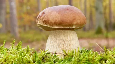Белый гриб берёзовый — Википедия