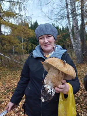 Грибной сезон в Украине - когда и где собирать белые грибы уже сейчас |  Стайлер