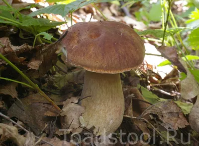 Гигантский белый гриб нашла жительница Ноябрьска
