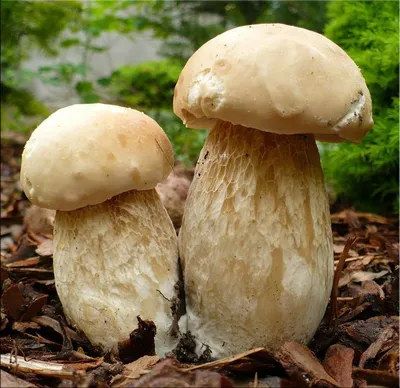 Белый гриб еловый - Boletus edulis - Грибы Уломы Железной