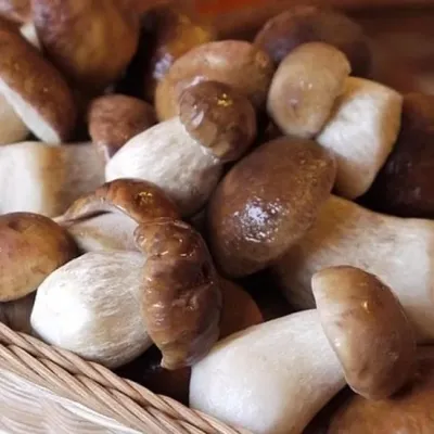 Купить Белый гриб (60 мл.) за 110 руб. почтой | «Сад-Эксперт» – Семена  грибов