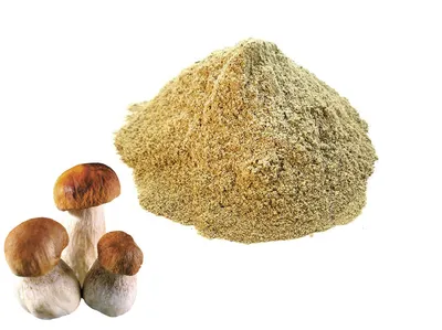 Белый гриб берёзовый (Boletus form betulicolus) или Boletus edulis form  betulicola | Грибы, Белый гриб, Дикие грибы