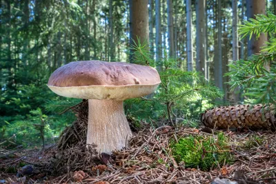 Белый гриб настоящий (Boletus edulis) – Грибы Сибири [Вложение: 27826]