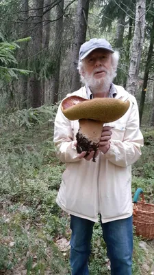 Белый гриб сибирский, 250 мл в Москве – цены, характеристики, отзывы