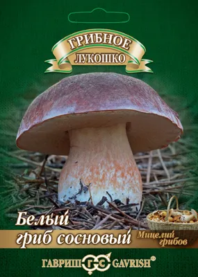 Белый гриб :: Татарская энциклопедия TATARICA