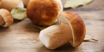 Белый гриб: как вырастить ароматные лесные грибы из мицелия в саду - легкий  способ не ходить в лес