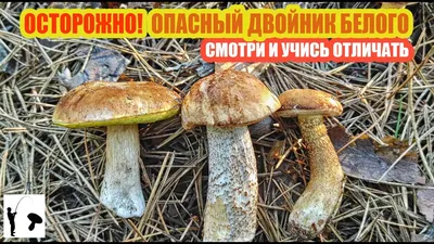 Купить замороженные белые грибы в Москве | МскПродукт