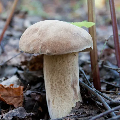 Как отличить белый гриб от отравленного, двойники - Главред