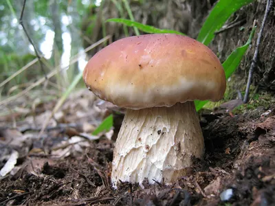 Белый гриб, боровик соснолюбивый | Пикабу