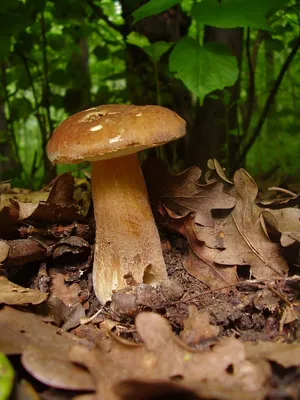 ꕤ Белый гриб боровик 10 г • купить Белый гриб боровик 10 г по цене от 31.99  грн. в Украине
