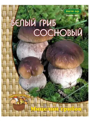 Белый гриб сетчатый (Boletus reticulatus) – Грибы Сибири [Вложение: 7461]