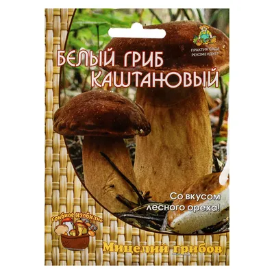 Белые грибы. Сорта и ценность диких грибов. | Владимир Зонов | Дзен