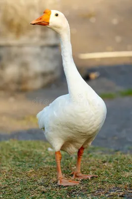 Goose. Image of white goose standing on ground and looking aside , #AFF,  #white, #Image, #Goose, #ground, #standin… | Geese photography, Goose  drawing, Geese breeds