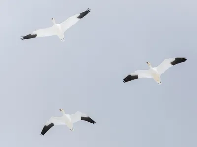 Белый гусь - eBird