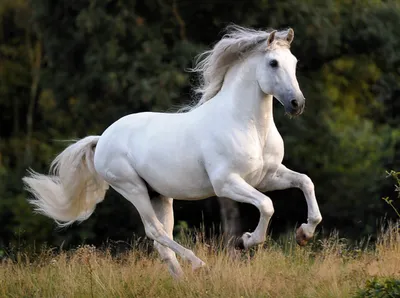 24 августа Евпл - Белый конь. Народные приметы, запреты + бонус - авторские  рекомендации, как провести день. | Мудрость Веков 2.0 | Дзен