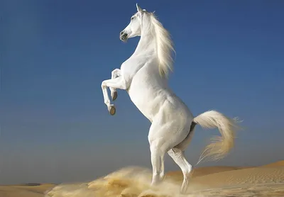 Обои на рабочий стол Белый конь стоит на задних копытах на фоне голубого  неба, обои для рабочего стола, скачать обои, обои бесплатно