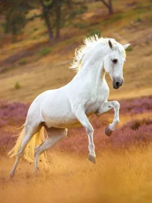 белый конь быстро бегает стоковое фото. изображение насчитывающей никто -  229903676
