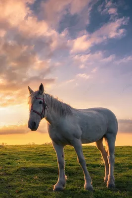 Белый мустанг лошадь - картинки и фото poknok.art