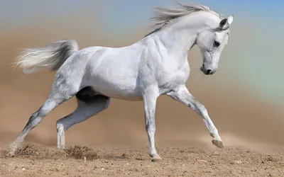 Купить картина по номерам на холсте 40*50 см Colibri Белый конь (VA-1722),  цены на Мегамаркет | Артикул: 600001349366