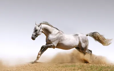 Стих \"Белый конь\" | Елизавета Морозова | Дзен
