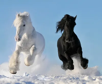 Белый конь | Пикабу