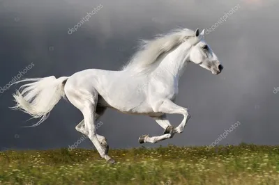 Многострадальный белый конь - перевод П.А.Трояков., записано от Г.Я.  Тачеева, записала Т.Г. Тачеева. - AskizON