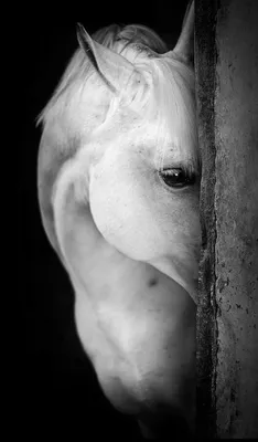 Купить фотообои \"Белый конь\" в интернет-магазине в Москве