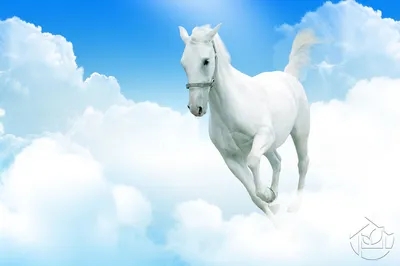 Картина «Белый конь» — Купить картину у художника