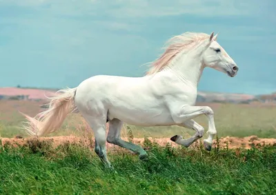 белая лошадь, белый конь, животное png | PNGEgg