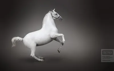 Живописная картина \"Белый конь\" размер: 18х24 см, холст, масло.