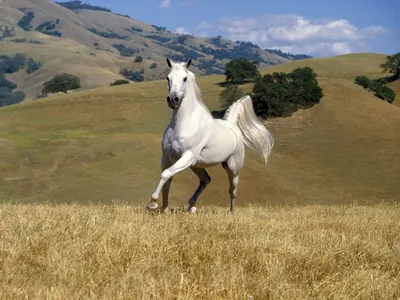 Картина Белый конь, декоративная картина для интерьера