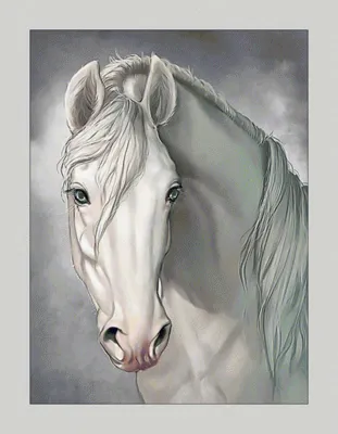 Скачать обои лошадь, белый, конь, вид сбоку, horse разрешение 1920x1200  #108563