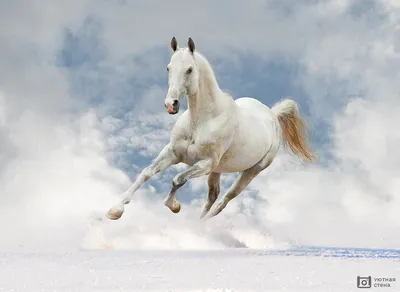 красивый белый конь на закате Стоковое Изображение - изображение  насчитывающей спортивный, выгон: 225402381