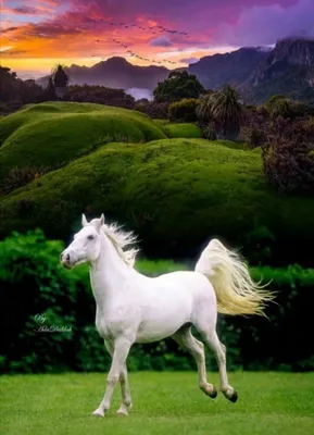Белый Конь В Снегу — стоковые фотографии и другие картинки Лошадь - Лошадь,  Белый, Андалузская лошадь - iStock