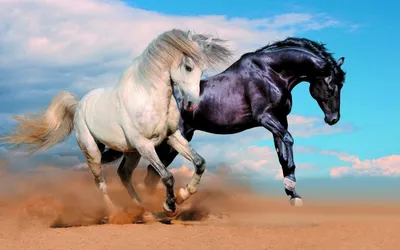 Красивый белый конь скачет по …» — создано в Шедевруме