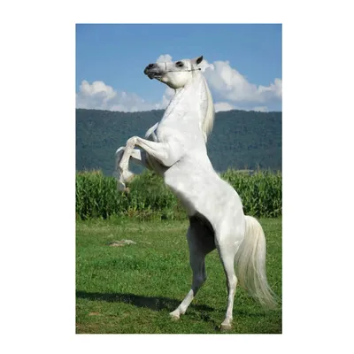 Белый конь на лугу-ОБОИ- на рабочий стол-Животные и птицы бесплатно