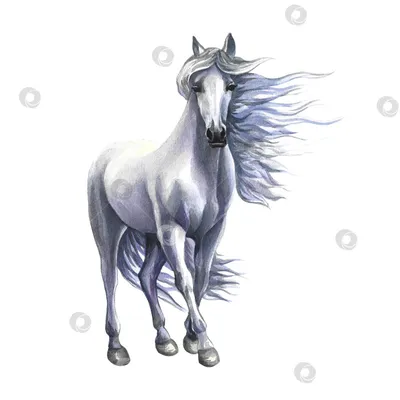 Белый конь 30х40 KT509