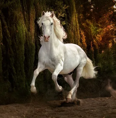 Фотообои \"Бегущий белый конь\" - Арт. 180385 | Купить в интернет-магазине  Уютная стена