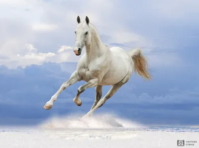 Фотообои \"Белый конь\" - Арт. 180319 | Купить в интернет-магазине Уютная  стена