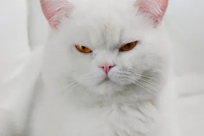 Белый кот картинки