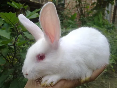 White rabbit with adorable features on Craiyon